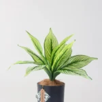 FAUX17CalatheaWhiteLine_576x.webp